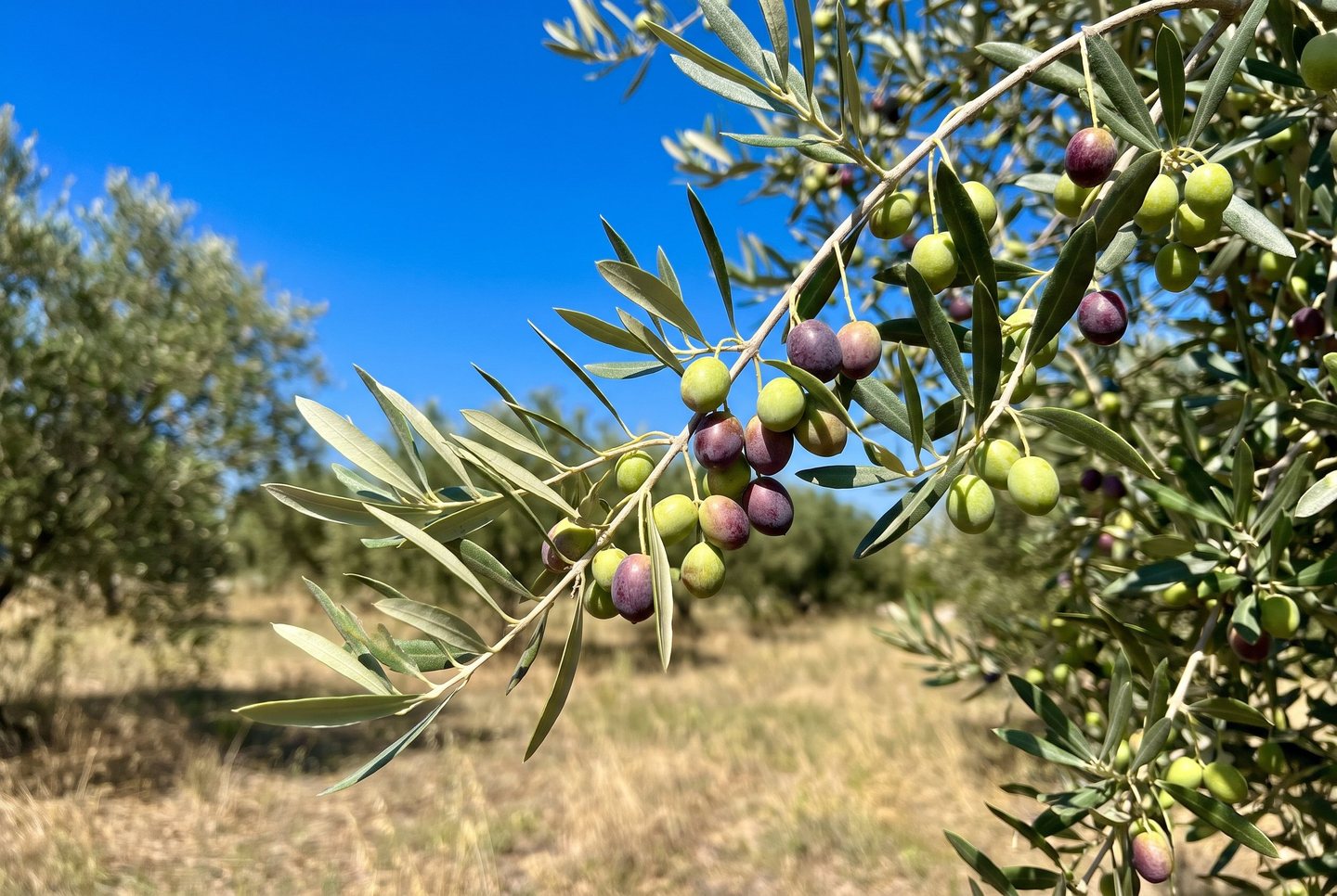 Illustrative image: olive branch with green and ripening olives