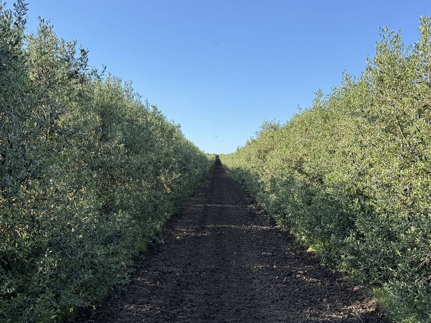 Rows of a super-high-density olive grove, with the trees on either side of the central path