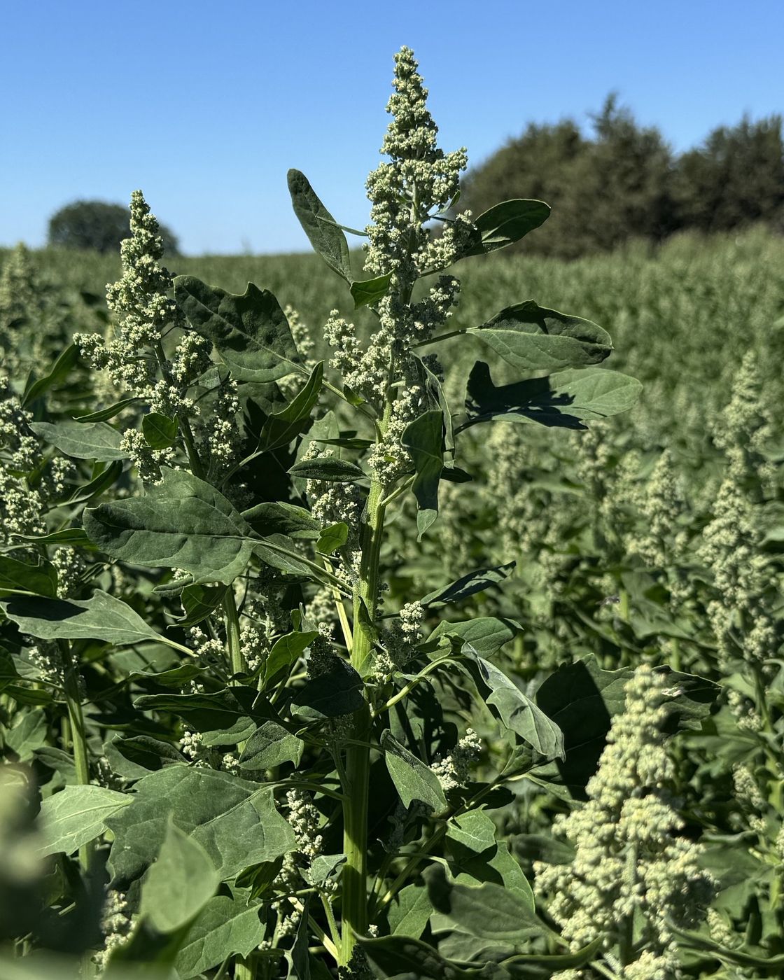 Flowering quinoa plant in a field cultivated in Italy