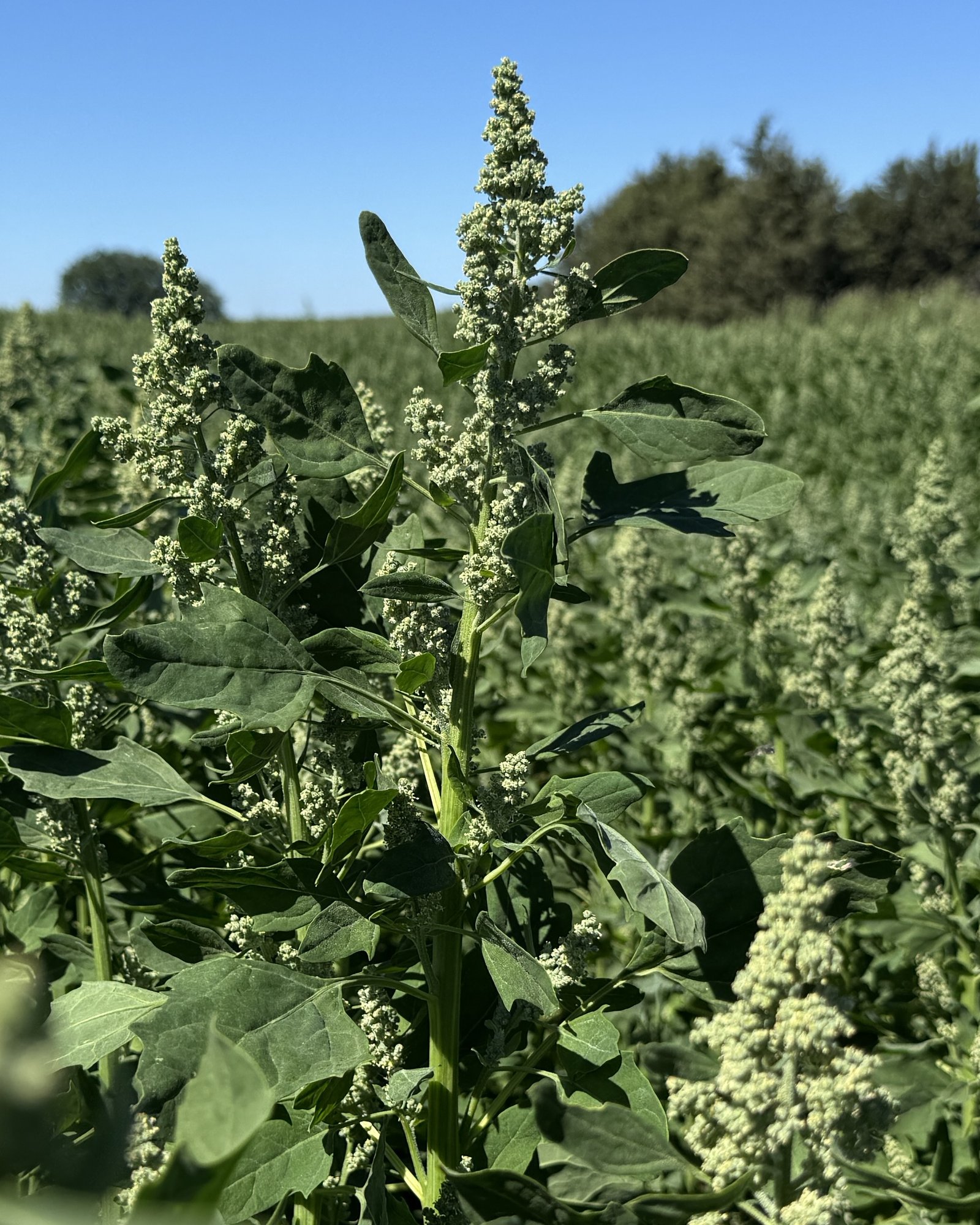 Pianta di quinoa in fioritura in un campo coltivato in Italia