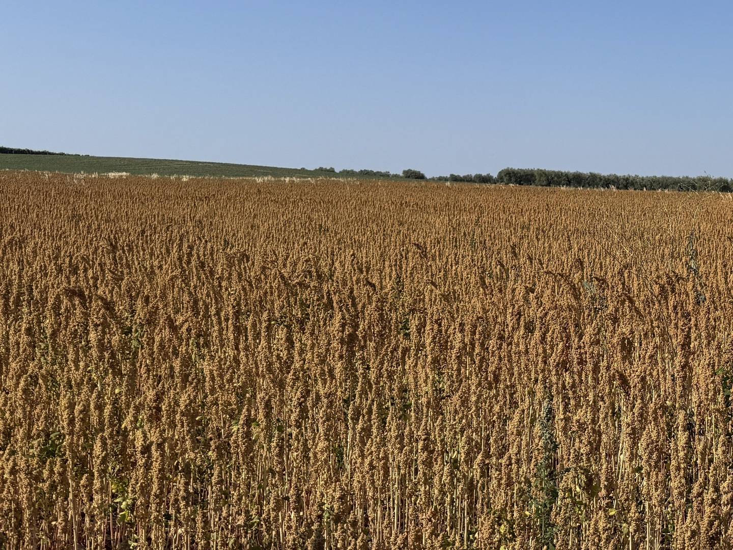 Field of ripe quinoa, with golden flower heads ready for harvest